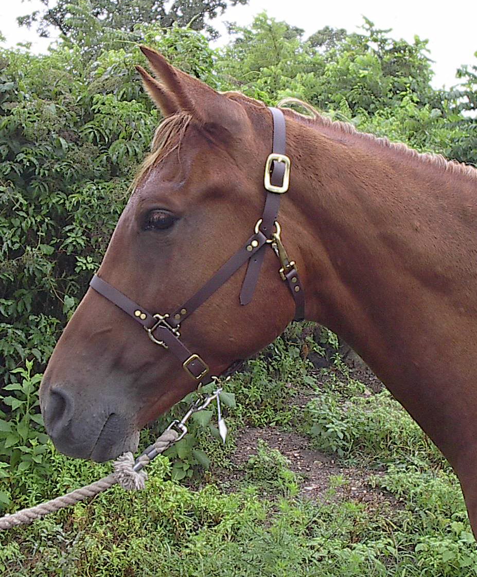 Beta Biothane Rope Halter Halter Beta Biothane horseboots – Horseboots.com